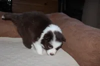 Ruby, a female Border Collie for sale in Cherokee, NC – Photo 1 of 3