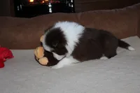 Ruby, a female Border Collie for sale in Cherokee, NC – Photo 2 of 3