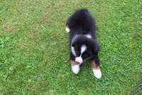 Milly, a female Miniature Australian Shepherd for sale in Cherokee, NC – 3 of 4