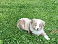 Randy, a male Miniature Australian Shepherd for sale in Cherokee, NC – 3 of 6