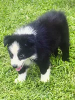 Ben, a male Miniature Australian Shepherd for sale in Cherokee, NC – 2 of 9