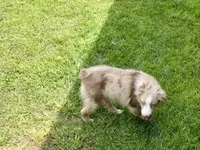 Ruben, a male Miniature Australian Shepherd for sale in Cherokee, NC – 3 of 8