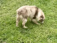 Ruben, a male Miniature Australian Shepherd for sale in Cherokee, NC – 5 of 8