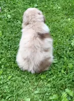 Randy, a male Miniature Australian Shepherd for sale in Cherokee, NC – 5 of 6