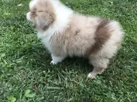 Lucy, a female Miniature Australian Shepherd for sale in Cherokee, NC – 2 of 9