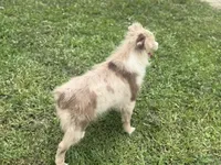 Ruben, a male Miniature Australian Shepherd for sale in Cherokee, NC – 2 of 8