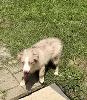 Ruben, a male Miniature Australian Shepherd for sale in Cherokee, NC – 4 of 8
