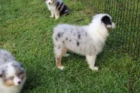 Bonnie, a female Miniature Australian Shepherd and Miniature American Shepherd for sale in Cherokee, NC – 2 of 3