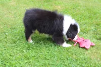 Macy, a female Miniature Australian Shepherd for sale in Cherokee, NC – 3 of 3