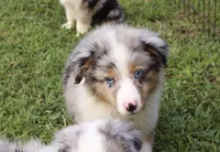 Daisy, a female Miniature Australian Shepherd and Miniature American Shepherd for sale in Cherokee, NC – 3 of 4