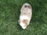 Lucy, a female Miniature Australian Shepherd for sale in Cherokee, NC – 8 of 9