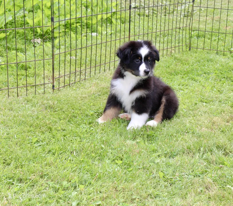 Little Miss – Miniature Australian Shepherd puppy for sale in Cherokee, NC