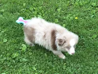 Randy, a male Miniature Australian Shepherd for sale in Cherokee, NC – 2 of 6