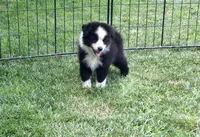 Ben, a male Miniature Australian Shepherd for sale in Cherokee, NC – 5 of 6
