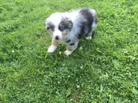Blu, a male Miniature Australian Shepherd for sale in Cherokee, NC – 7 of 7