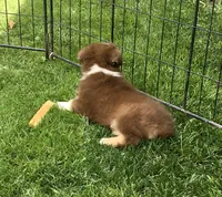 Robin, a female Miniature Australian Shepherd for sale in Cherokee, NC – 3 of 6