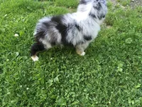Blu, a male Miniature Australian Shepherd for sale in Cherokee, NC – 3 of 7