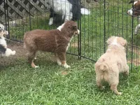 Ruby, a female Miniature Australian Shepherd and Miniature American Shepherd for sale in Cherokee, NC – 4 of 5