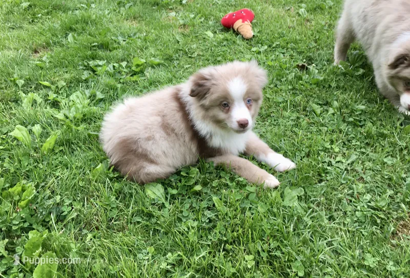 Randy – Miniature Australian Shepherd puppy for sale in Cherokee, NC