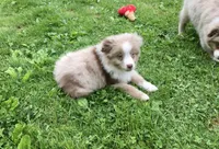 Randy, a male Miniature Australian Shepherd for sale in Cherokee, NC – 1 of 6