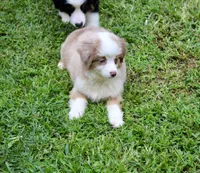Sandy, a female Miniature Australian Shepherd and Miniature American Shepherd for sale in Cherokee, NC – 1 of 4