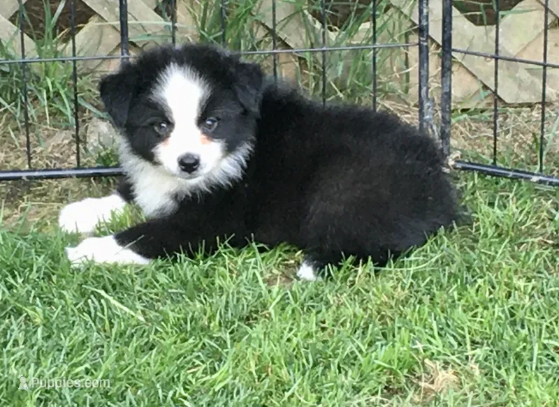 Ben – Miniature Australian Shepherd puppy for sale in Cherokee, NC