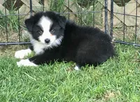 Ben, a male Miniature Australian Shepherd for sale in Cherokee, NC – 1 of 6