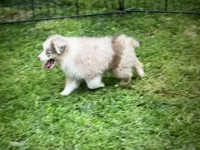 Lucy, a female Miniature Australian Shepherd for sale in Cherokee, NC – 4 of 9
