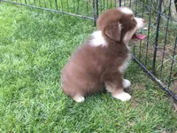 Robin, a female Miniature Australian Shepherd for sale in Cherokee, NC – 4 of 6