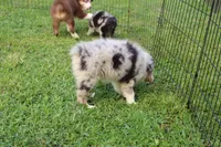 Daisy, a female Miniature Australian Shepherd and Miniature American Shepherd for sale in Cherokee, NC – 2 of 4