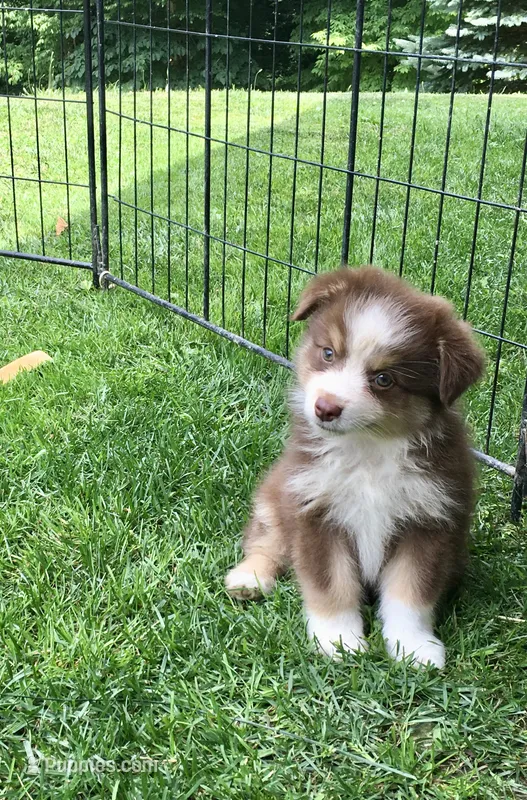Robin – Miniature Australian Shepherd puppy for sale in Cherokee, NC