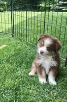 Robin, a female Miniature Australian Shepherd for sale in Cherokee, NC – 1 of 6