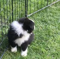 Ben, a male Miniature Australian Shepherd for sale in Cherokee, NC – 3 of 6