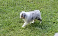 Shelby, a female Miniature Australian Shepherd and Miniature American Shepherd for sale in Cherokee, NC – 3 of 3