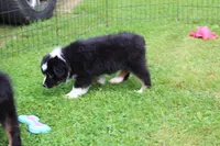 Little Miss, a female Miniature Australian Shepherd for sale in Cherokee, NC – 3 of 3