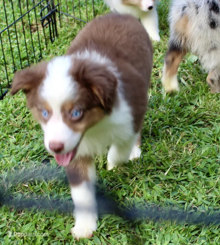 Sam – Miniature Australian Shepherd, Miniature American Shepherd puppy for sale in Cherokee, NC