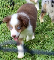 Sam, a male Miniature Australian Shepherd and Miniature American Shepherd for sale in Cherokee, NC – 1 of 5