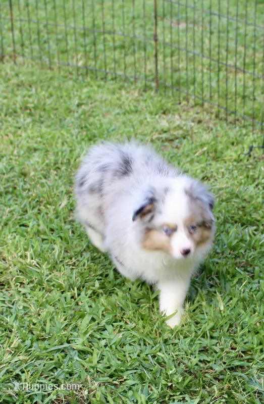 Shelby – Miniature Australian Shepherd, Miniature American Shepherd puppy for sale in Cherokee, NC