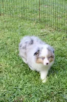 Shelby, a female Miniature Australian Shepherd and Miniature American Shepherd for sale in Cherokee, NC – 1 of 3