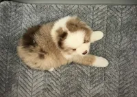 Lucy, a female Miniature Australian Shepherd for sale in Cherokee, NC – 2 of 3