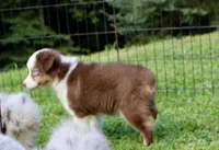 Sam, a male Miniature Australian Shepherd and Miniature American Shepherd for sale in Cherokee, NC – 2 of 5
