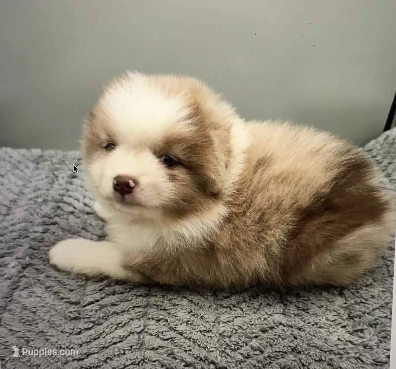 Lucy – Miniature Australian Shepherd puppy for sale in Cherokee, NC