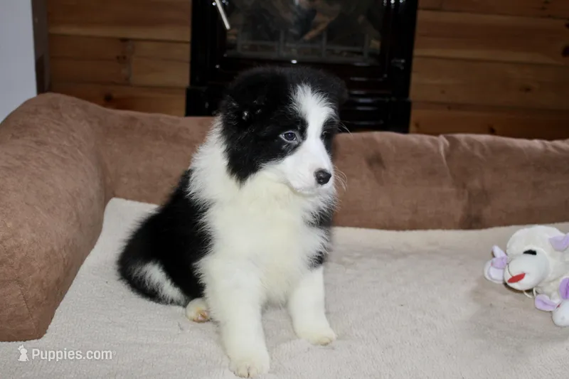 Zip – Border Collie puppy for sale in Cherokee, NC