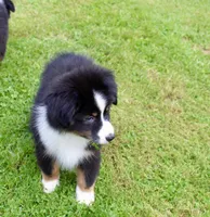 Milly, a female Miniature Australian Shepherd for sale in Cherokee, NC – 2 of 4