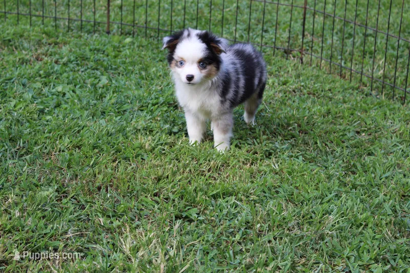 Blue girl – Toy Australian Shepherd, Miniature American Shepherd puppy for sale in Cherokee, NC