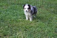 Blue girl, a female Toy Australian Shepherd and Miniature American Shepherd for sale in Cherokee, NC – 1 of 4