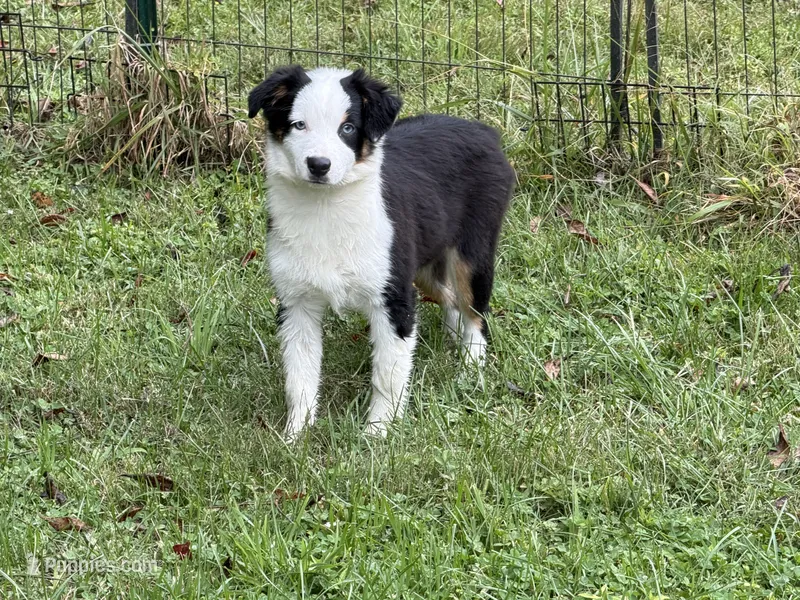 Bree – Miniature Australian Shepherd, Miniature American Shepherd puppy for sale in Cherokee, NC