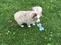 Annie, a female Miniature Australian Shepherd for sale in Cherokee, NC – 2 of 4
