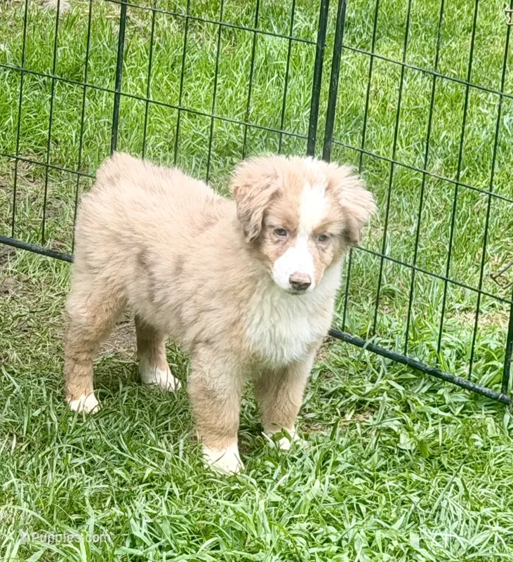 Ruben – Miniature Australian Shepherd, Miniature American Shepherd puppy for sale in Cherokee, NC