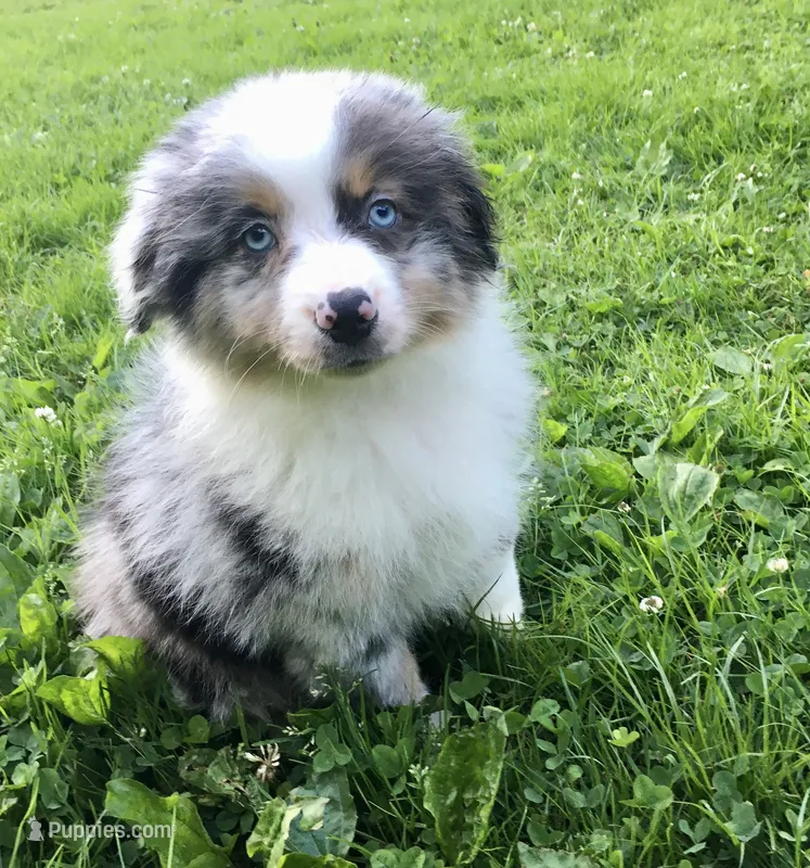 Blu – Miniature Australian Shepherd puppy for sale in Cherokee, NC